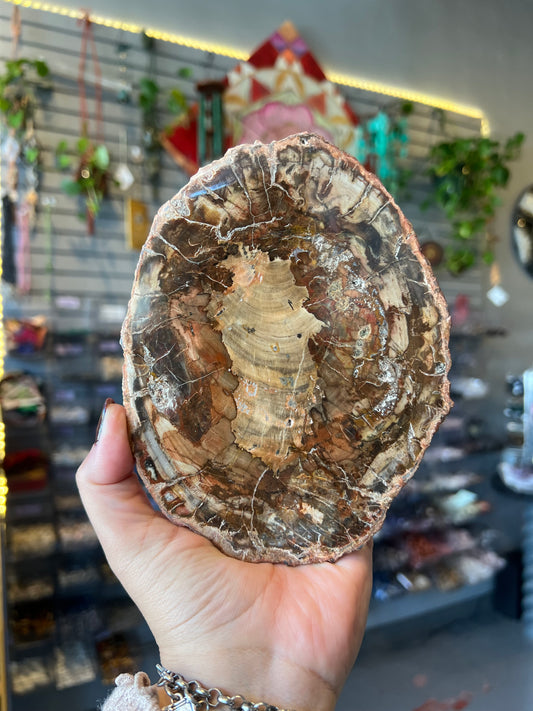 Petrified Wood Slabs
