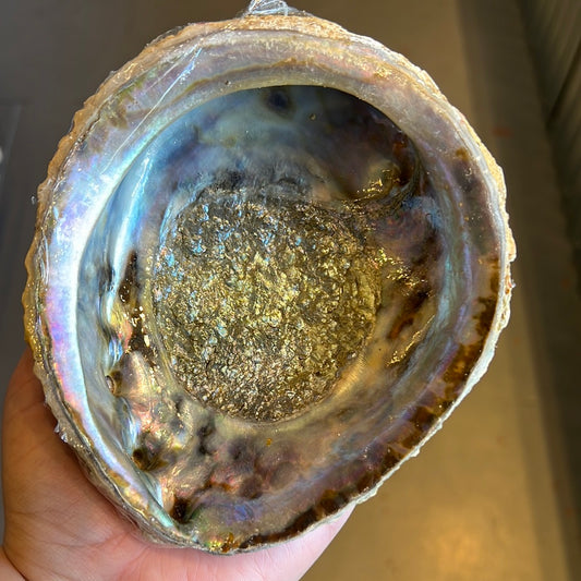 ABALONE