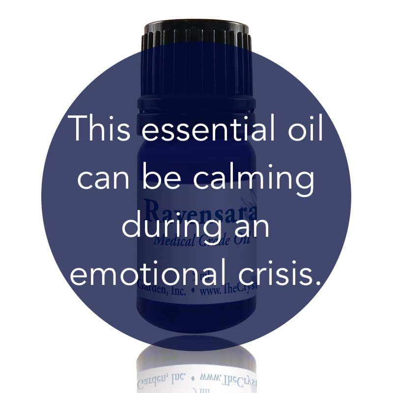 Ravensara Essential Oil | 5 ml