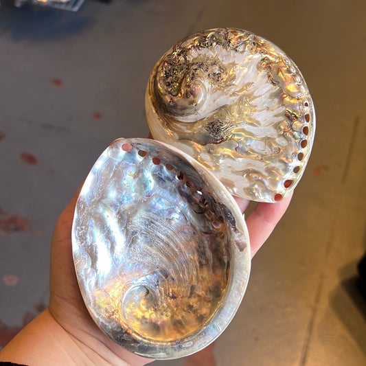 Abalone Shell 10