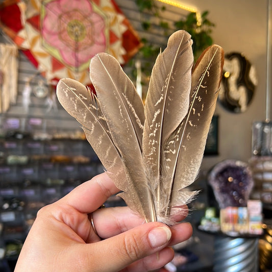 Mini Turkey Feather